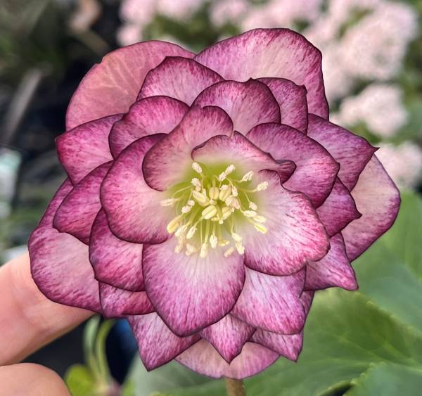 楽天市場】【現品】クリスマスローズ ダブル咲き レッド系 バイカラー