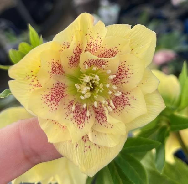 楽天市場】【現品】クリスマスローズ ダブル咲き イエロー系 糸