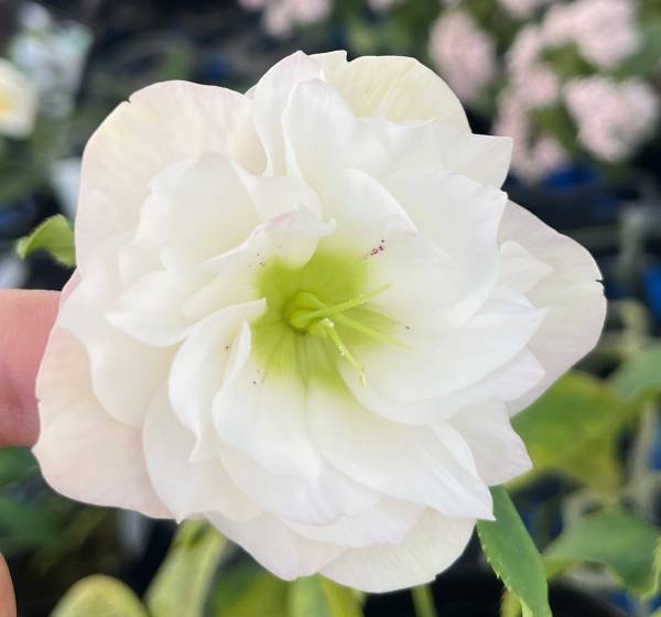 楽天市場】【現品】クリスマスローズ ウィンターシンフォニー ダブル