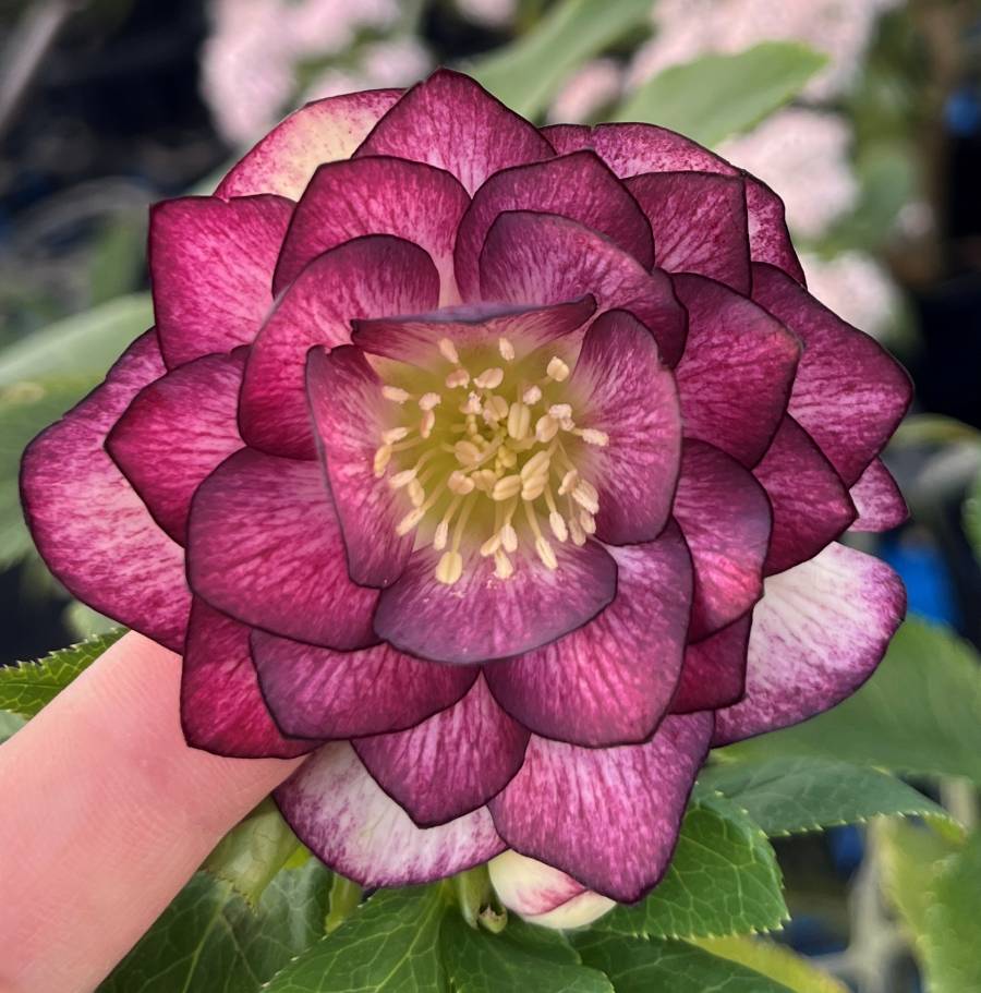 楽天市場】【自然開花株】【現品】クリスマスローズ 多弁ダブル咲き