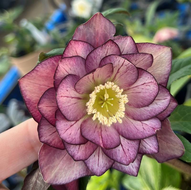 楽天市場】【現品】クリスマスローズ ダブル咲き スモーキーブルー