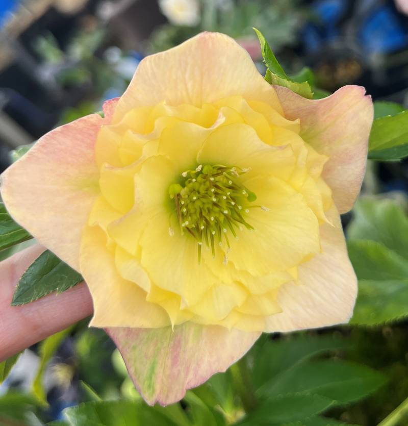 楽天市場】【現品】クリスマスローズ ダブル咲き ゴールドオーレア系