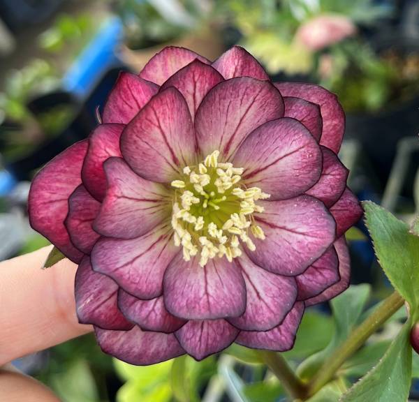 楽天市場】【現品】クリスマスローズ ダブル咲き スモーキーブルー