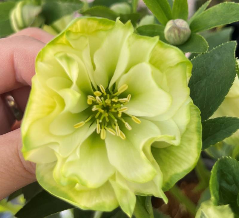 楽天市場】【現品】クリスマスローズ ダブル咲き ゴールドオーレア系 5