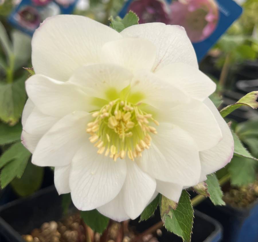 楽天市場】【現品】クリスマスローズ 一重咲き リグリクス（芳香