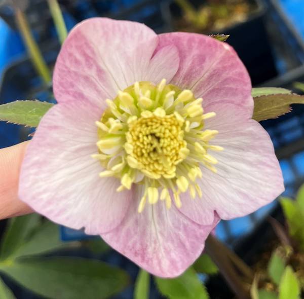 楽天市場】【現品】クリスマスローズ ダブル咲き グリーンリップ