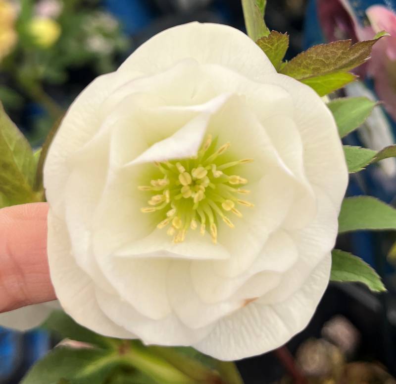 楽天市場】【現品】クリスマスローズ ウィンターシンフォニー ダブル