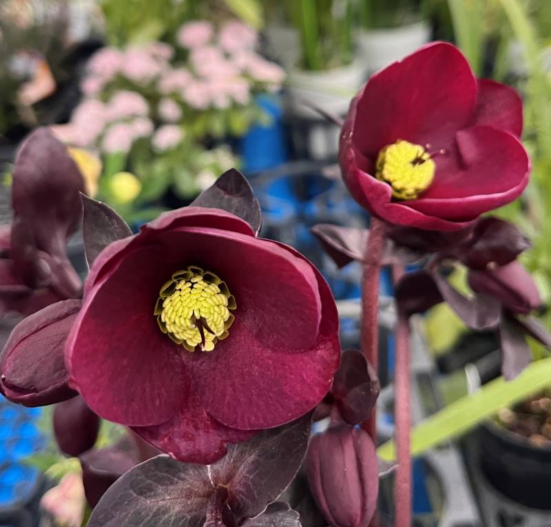 楽天市場】クリスマスローズ 氷の薔薇(コオリノバラ) ビアンコ 5号