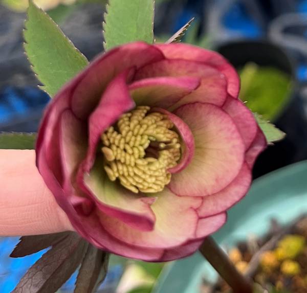 楽天市場】【現品】クリスマスローズ ダブル咲き グリーン系 爪リップ