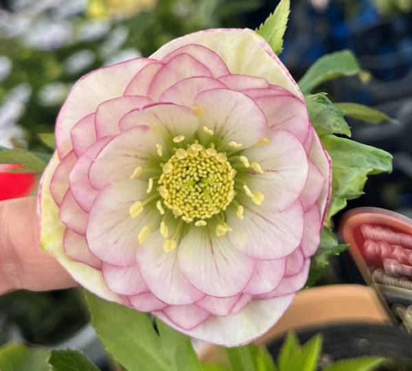 楽天市場】【現品】クリスマスローズ 一重咲き リグリクス（芳香