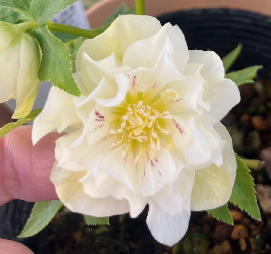 楽天市場】【現品】クリスマスローズ ダブル咲き ブラック系 ブロッチ