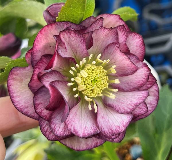 楽天市場】クリスマスローズ クロアチカス 3号 【小輪系 一重咲き