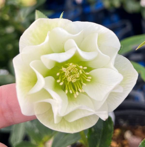 楽天市場】【現品】クリスマスローズ ダブル咲き ゴールドオーレア系 5