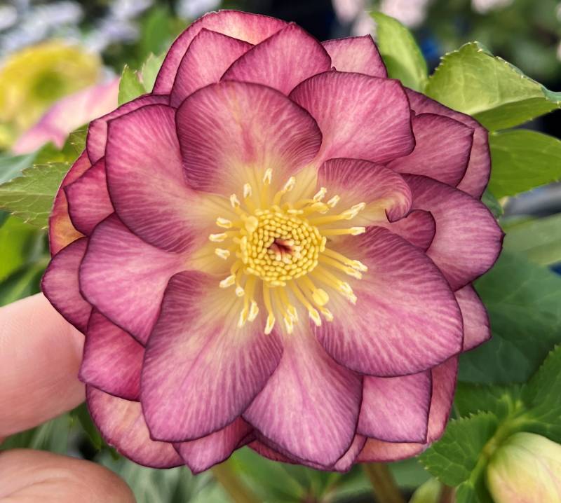 楽天市場】【現品】クリスマスローズ 多弁ダブル咲き 大株6号鉢植え