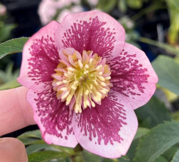 楽天市場】クリスマスローズ 開花見込み株 実生苗 ダブル咲き ホワイト