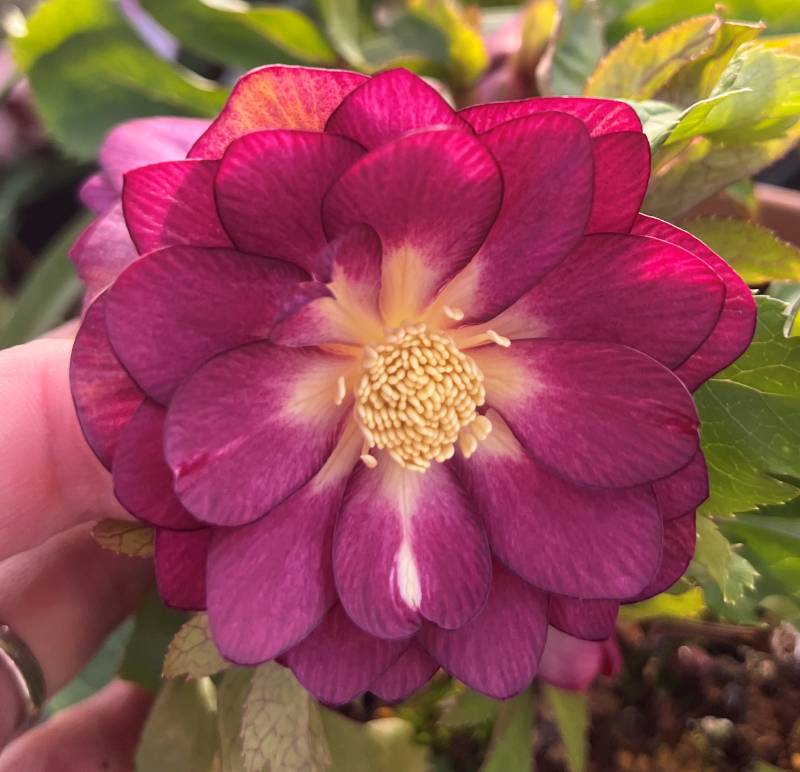 楽天市場】【現品】クリスマスローズ 超多弁ダブル咲き ホワイト系 5号