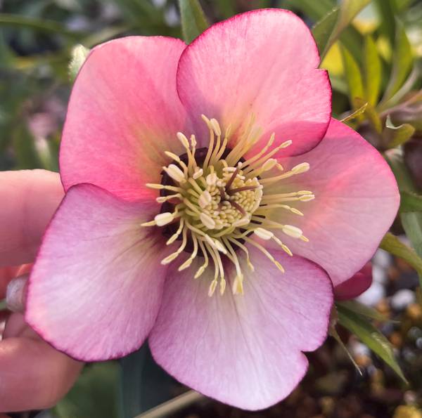 楽天市場】【現品】クリスマスローズ ダブル咲き パープル系 6号鉢植え