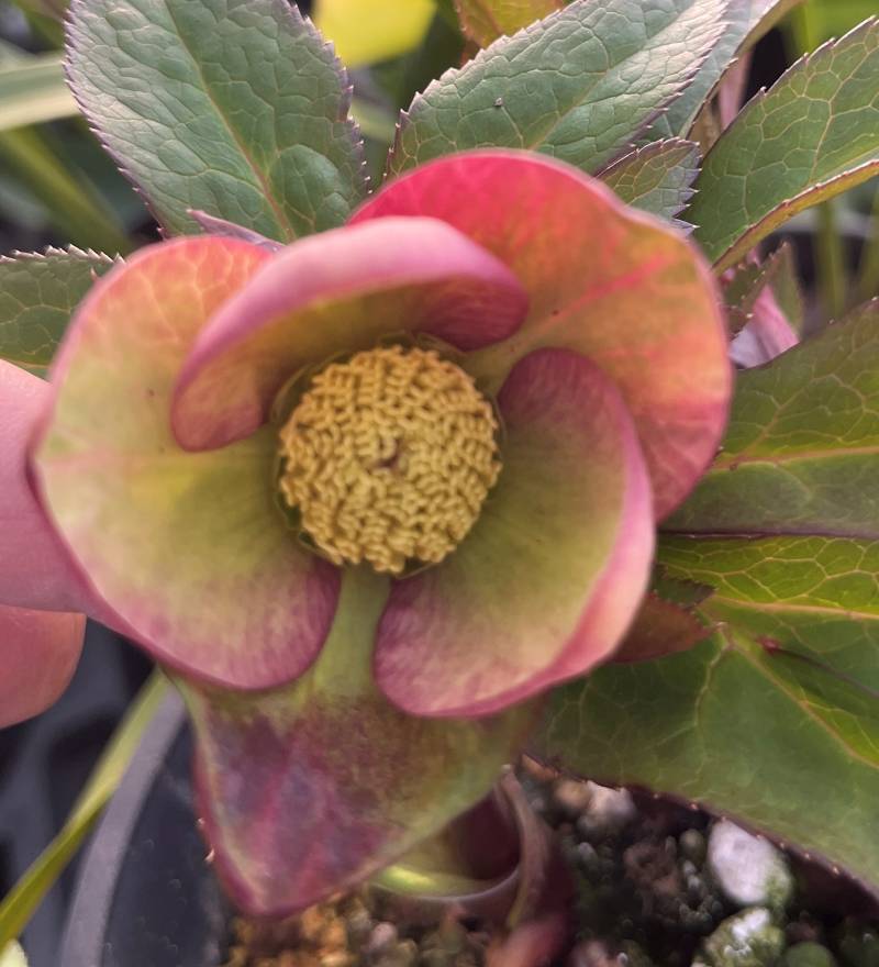 楽天市場】【現品】クリスマスローズ 多弁ダブル咲き 大株6号鉢植え