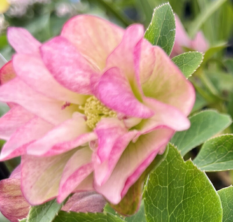 楽天市場】【現品】クリスマスローズ 多弁ダブル咲き ピンクレッド系 5