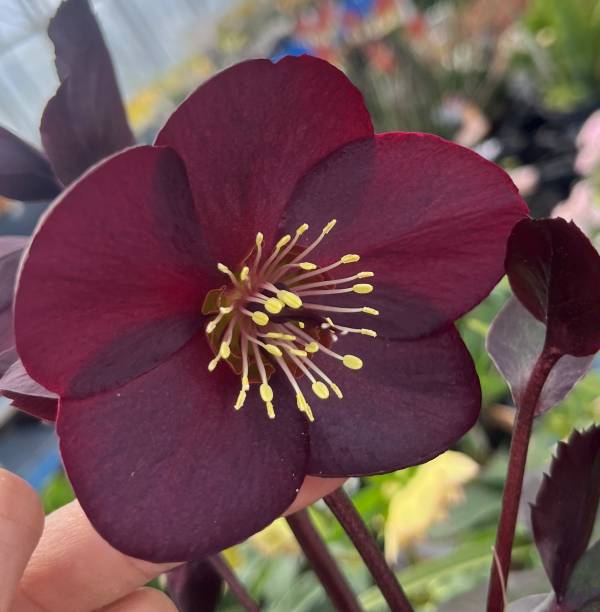 楽天市場】クリスマスローズ 氷の薔薇(コオリノバラ) ダークピコティ 6