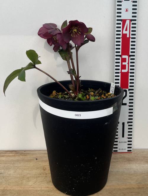 楽天市場】【現品】斑入りクリスマスローズ スノーフィーバー 5号 A496