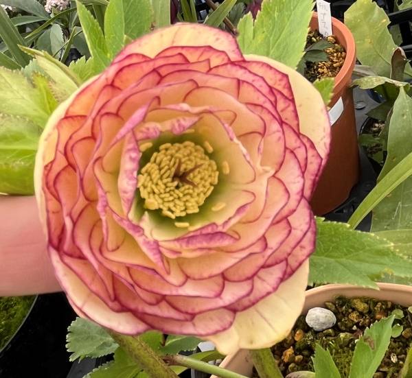 楽天市場】【現品】クリスマスローズ ダブル咲き スモーキーブルー