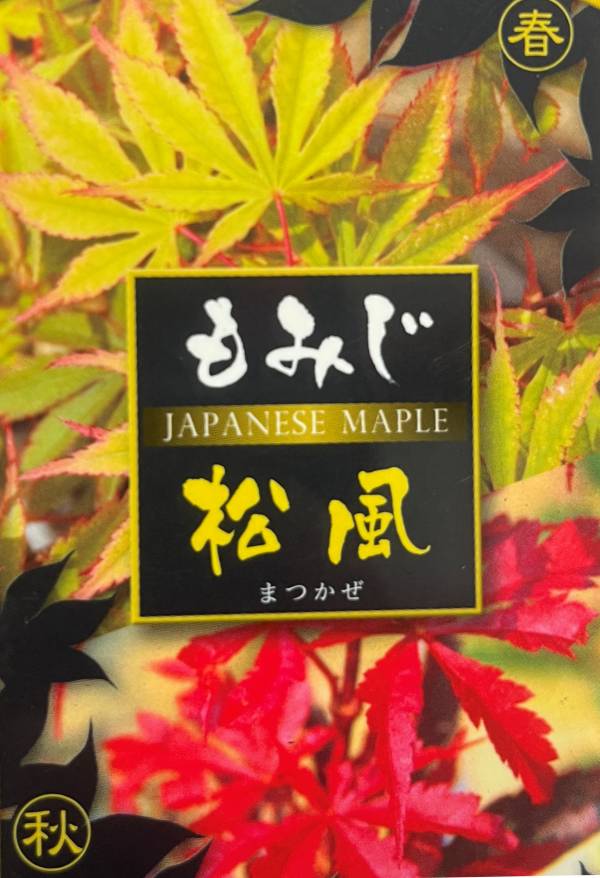 楽天市場】モミジ 浮雲錦（ウキグモニシキ） 接ぎ木苗木 4.5号