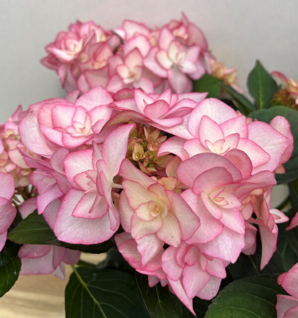 楽天市場】【花咲き過ぎ・一部花傷み】アジサイ（紫陽花・あじさい