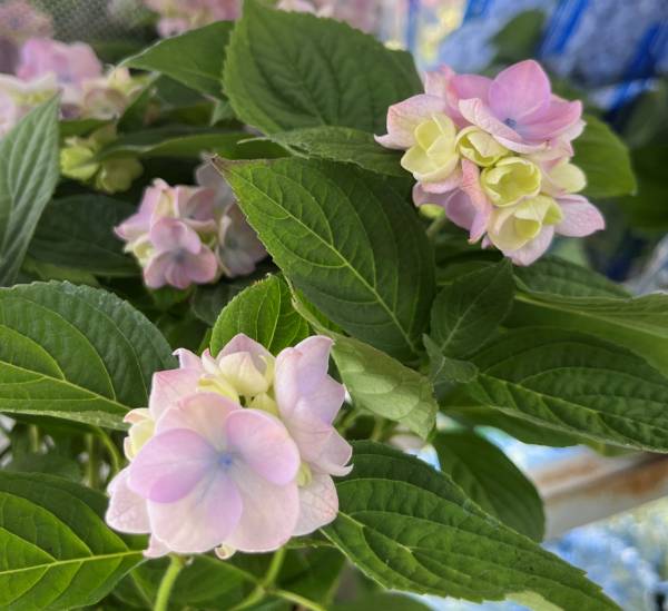 アジサイ苗 imgrc0112368491.jpg