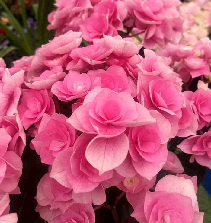 楽天市場】【予約品】【開花株】アジサイ(紫陽花・あじさい 楽天市場】【予約品】【開花株】アジサイ(紫陽花・あじさい