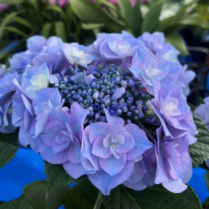 楽天市場】【開花株】新品種アジサイ（紫陽花・あじさい
