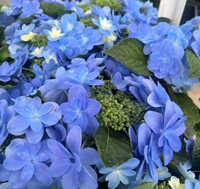 楽天市場】【花終わり】アジサイ（紫陽花・あじさい） ミューズ