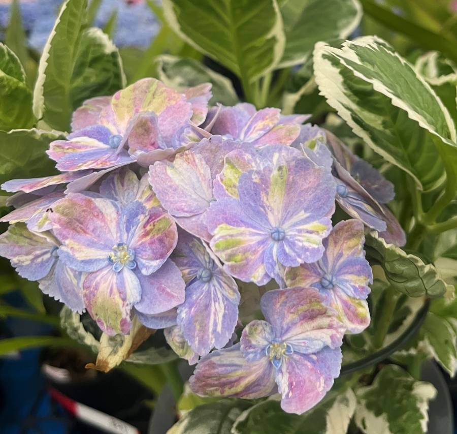 楽天市場】【開花株】アジサイ（紫陽花、あじさい） グリーン