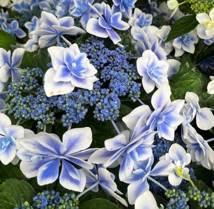 楽天市場】【開花株】アジサイ ダブルダッチシリーズ新品種
