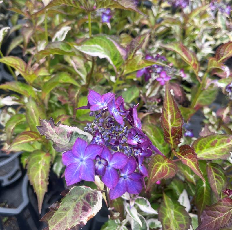 楽天市場】【花終わり】山アジサイ苗 七変化（シチヘンゲ） 4号鉢植え