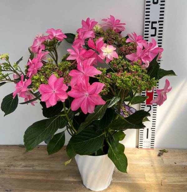 楽天市場】【花色で選ぶ】八重咲きブーゲンビリア 3.5号苗 : 千草園芸