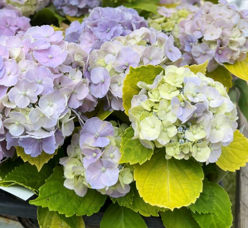 楽天市場】斑入りガクアジサイ 覆輪城ヶ崎(フクリンジョウガサキ) 3.5