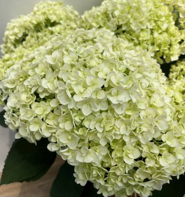 福岡県鬼木様の紫陽花☆ハイドランジア☆筑紫路風車☆4号鉢☆超希少☆1鉢 福岡県鬼木様の紫陽花☆ハイドランジア☆筑紫路風車☆4号鉢☆超