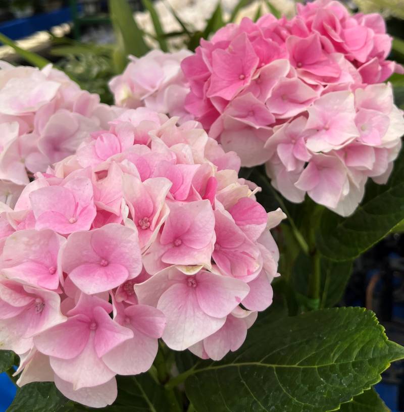塩原花園☆ハイドランジア♡アジサイ☆マシマロ　ピンクと白八重のMIX植え☆5号鉢 楽天市場】【花終わり】アジサイ（紫陽花・あじさい） マシマロ
