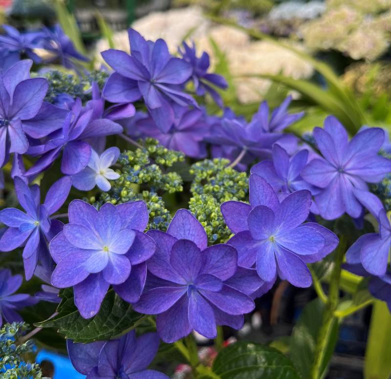 楽天市場】【開花株】アジサイ（紫陽花・あじさい） ダンス