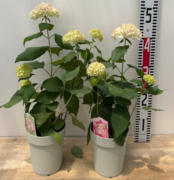楽天市場】【開花株】アジサイ（紫陽花・あじさい）有松（アリマツ