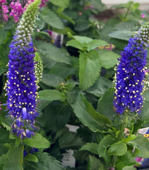 楽天市場】ベロニカ トウテイラン 3.5号ロングポット苗 庭藍 シルバー