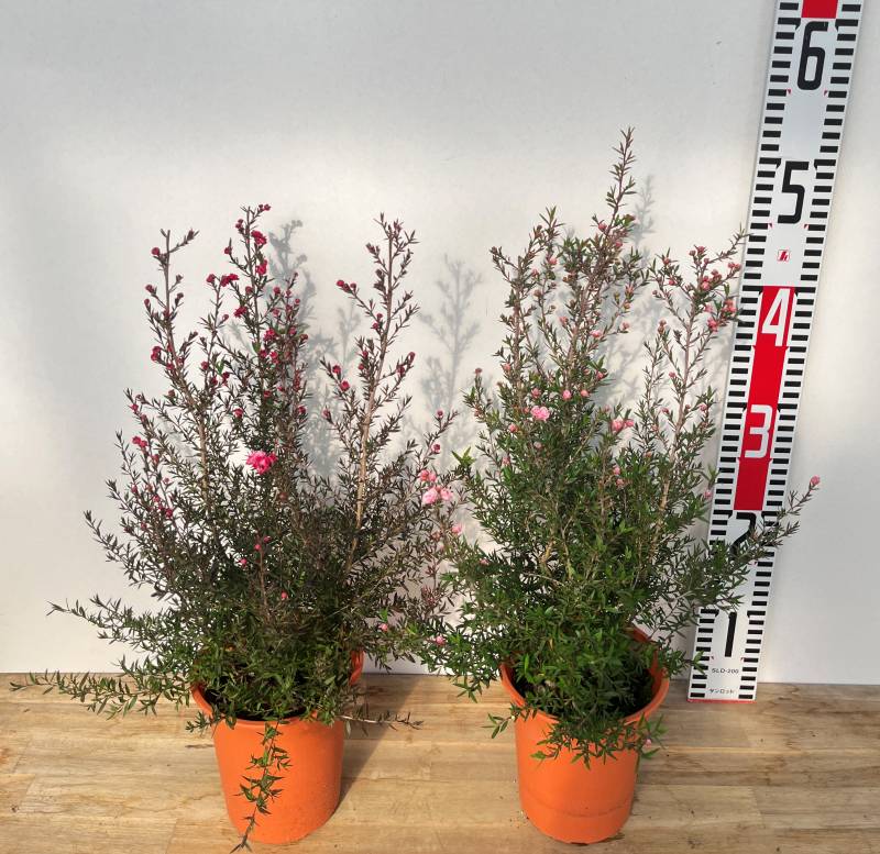 【マヘ】ギョリュウバイ　御柳梅　レプスペルマム　5本セット マヘ様専用】ギョリュウバイ 御柳梅 レプスペルマム 5本セット