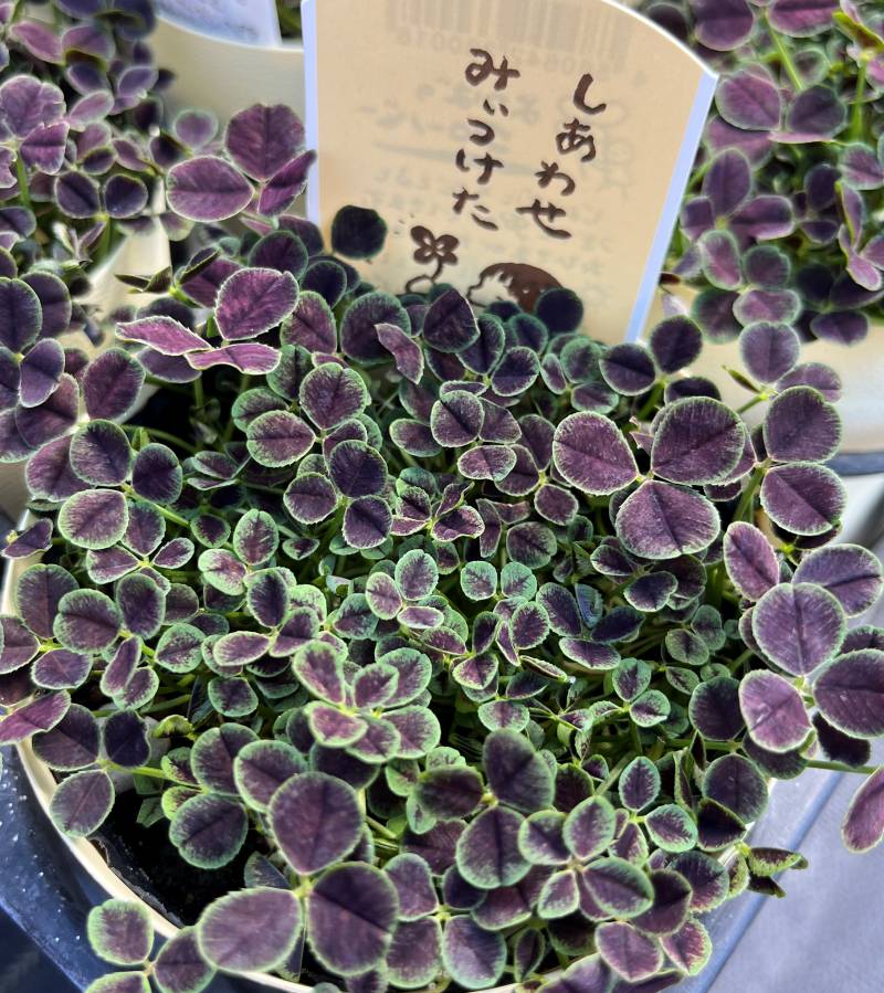 楽天市場】コデマリ（小手毬） 苗木 樹高70cm : 千草園芸
