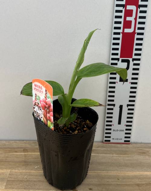Amazon.co.jp: バナナ 苗 【三尺バナナ】 ポット苗 : DIY・工具