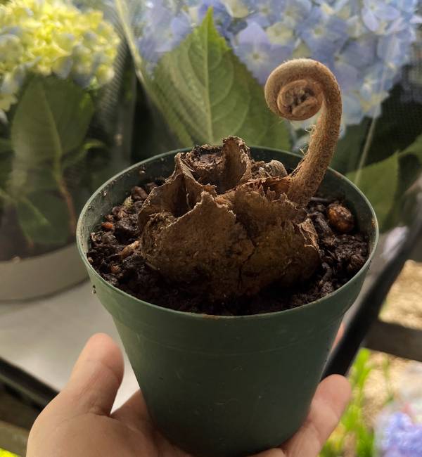 楽天市場】【現品発送】リュウビンタイ 大苗 10号鉢植え : 千草園芸