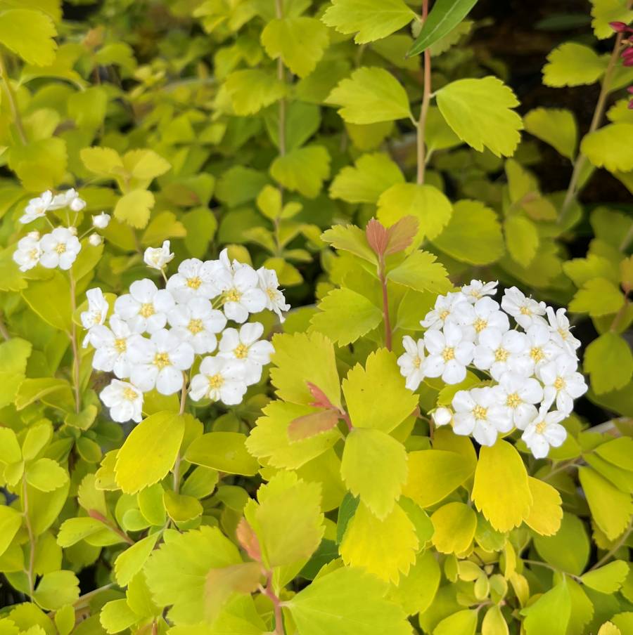 コデマリ（小手毬） 9cmポット苗 2個セット 花木苗 通販 greenery