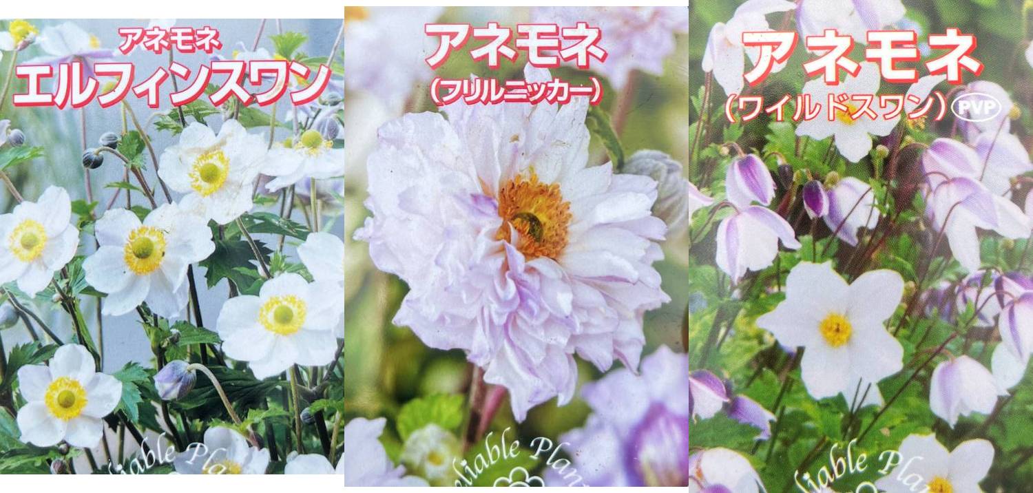 楽天市場】月桂樹（ゲッケイジュ） ローリエ 5.5号苗木(z02-2
