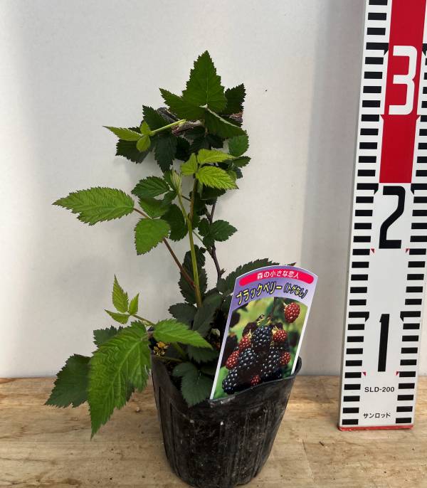 木苺苗　3株 木苺苗3株