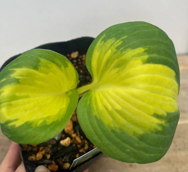 楽天市場】ギボウシ（ホスタ）ロイヤリスト 3.5号苗 : 千草園芸